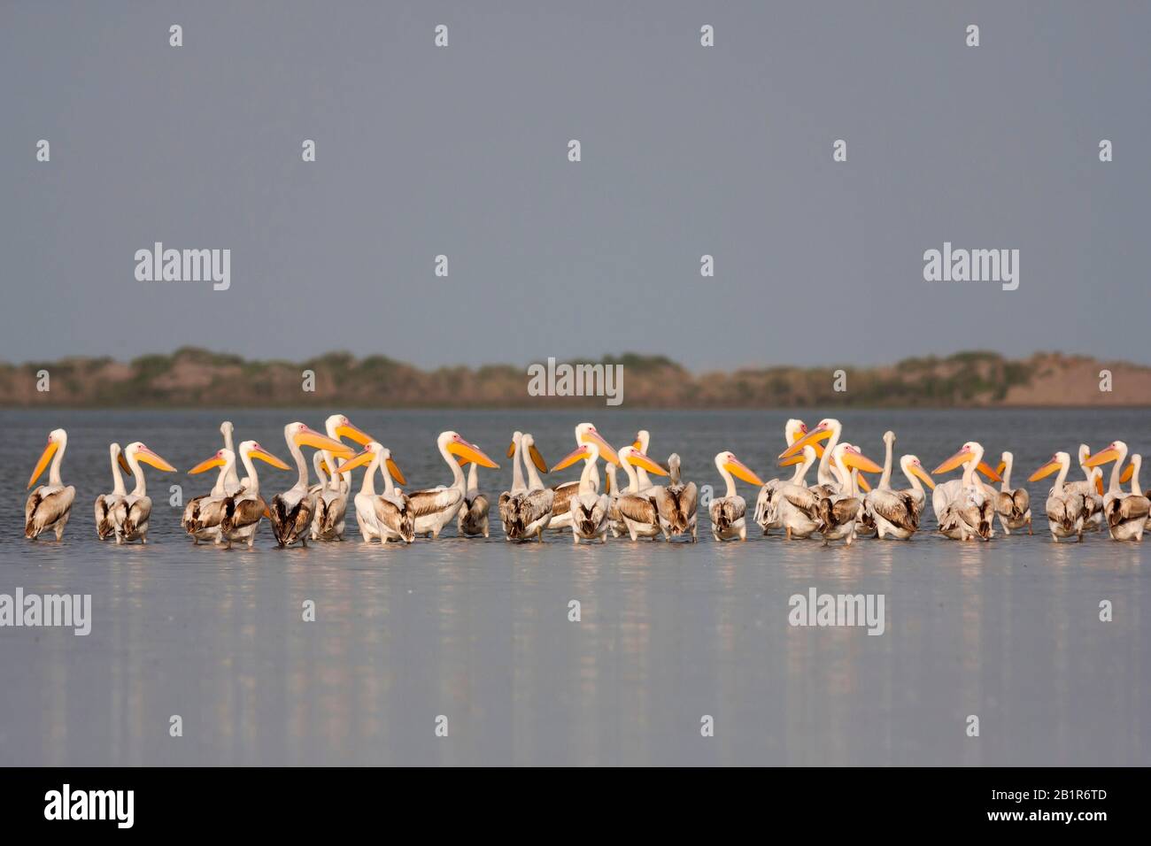 Ostweißpelikan (Pelecanus onocrotalus), Herde in See, Türkei Stockfoto