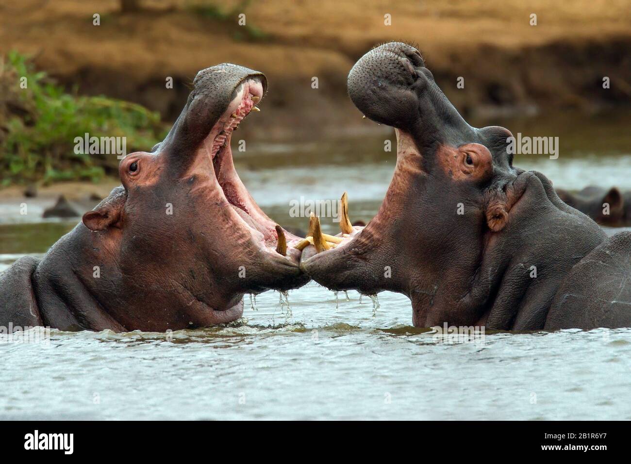 Hippopotamus, Flusspferd, gemeiner Hippopotamus (Hippopotamus amphibius), der in einem afrikanischen Fluss, Afrika, flucht Stockfoto