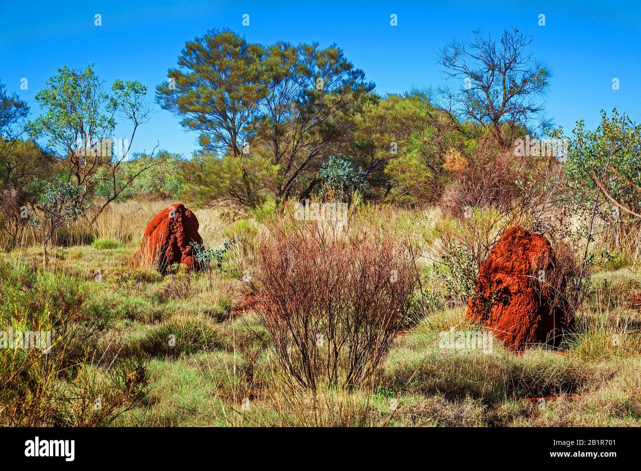 Termite (Isoptera), riesige Termitenhügel, Australien Stockfoto