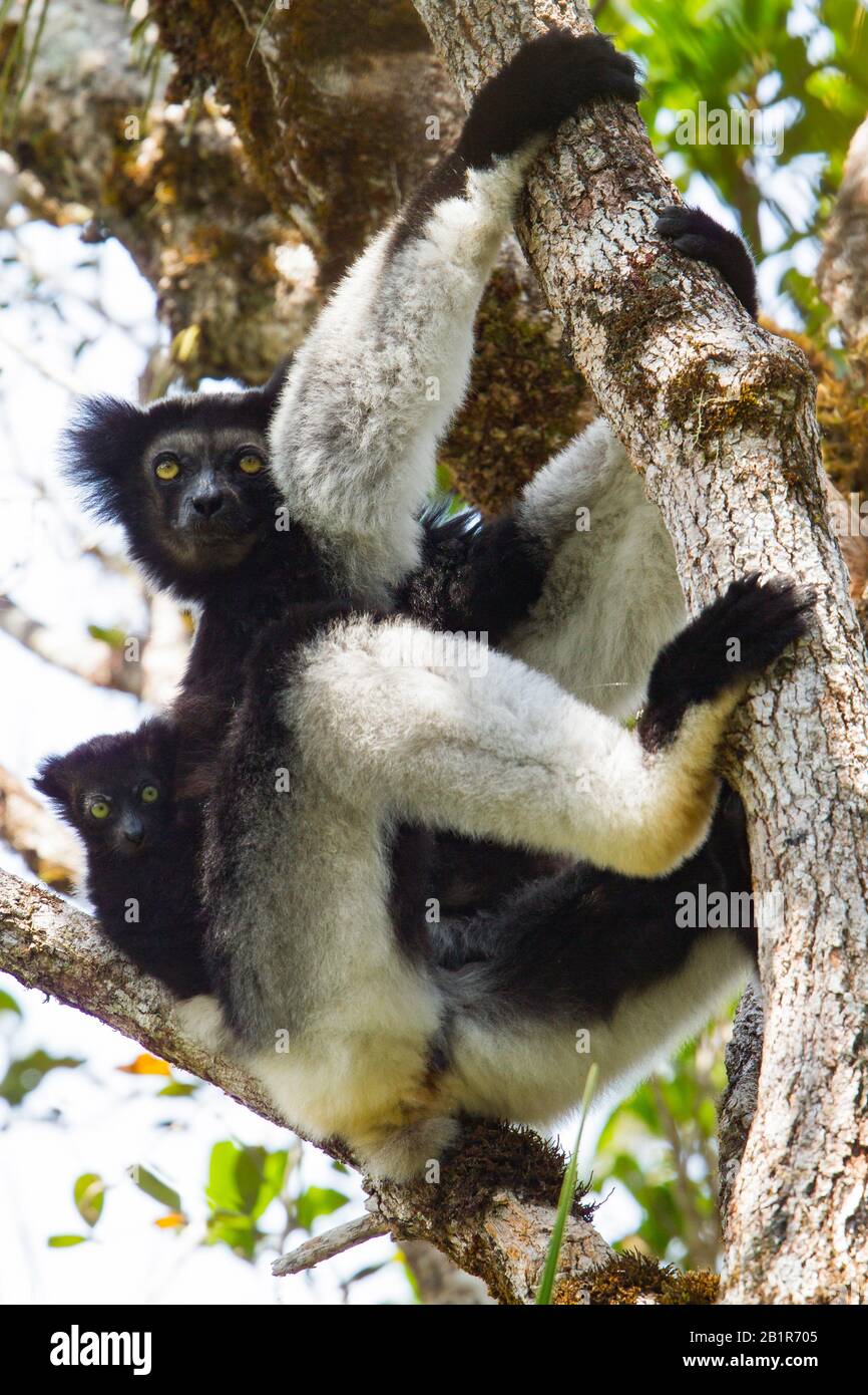 Indri von Babakoto (Indri indri), mit Baby, das in einem Baum ruht, auf Madagaskar Stockfoto