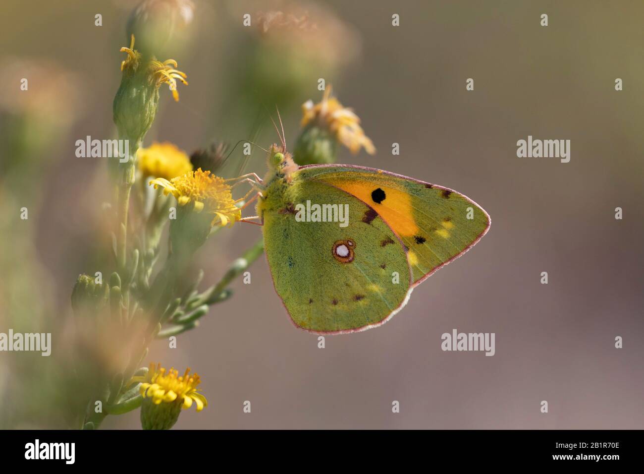 Dunkeltrübtes Gelb, häufig Getrübtes Gelb (Colias croceus, Colias crocea), bei Composite, Italien, Sardegna Stockfoto
