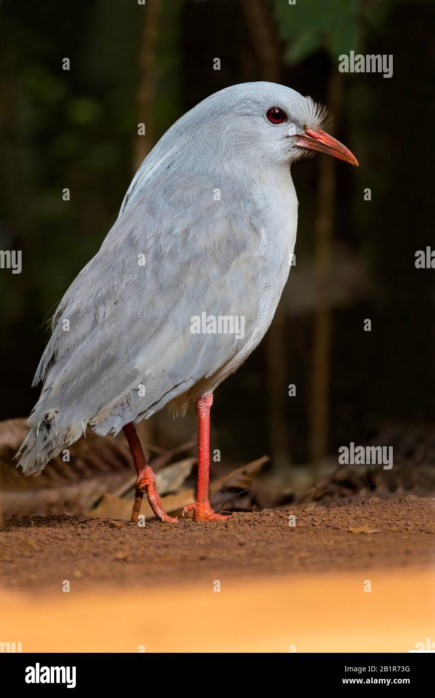 Kagu (Rhynochetos jubatus), ein krebiger, langbeinige und bläulich-grauer Vogel, der auf den dichten Bergwäldern Neukaledoniens endemisch ist Stockfoto