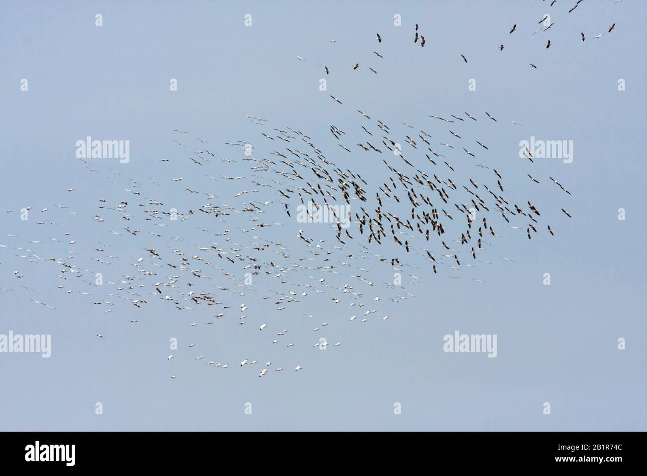 Ostweißpelikan (Pelecanus onocrotalus), Migrationsgruppe, Türkei Stockfoto