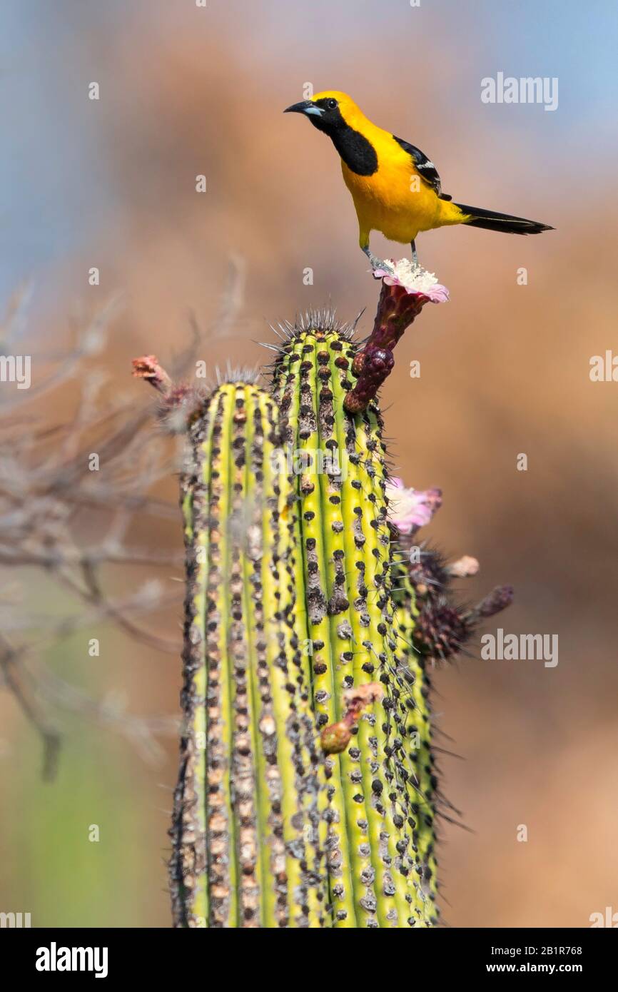 Gelber vogel auf kaktus -Fotos und -Bildmaterial in hoher Auflsung  Alamy