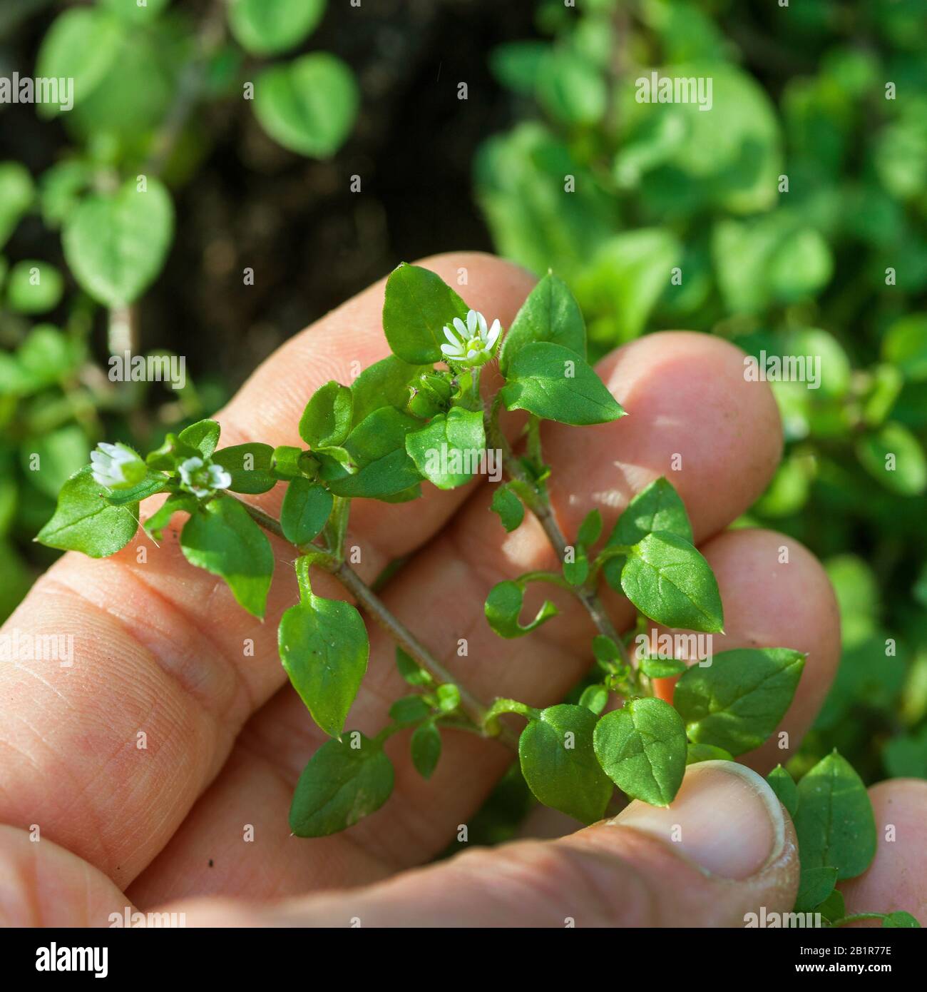 Gemeines Kicherkraut (Stellaria Media), wird geerntet, Deutschland Stockfoto