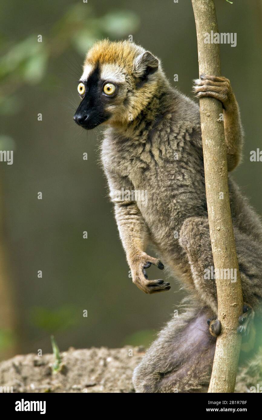 Brauner Lemur (Eulemur fulvus), an einem Baum, Afrika Stockfoto