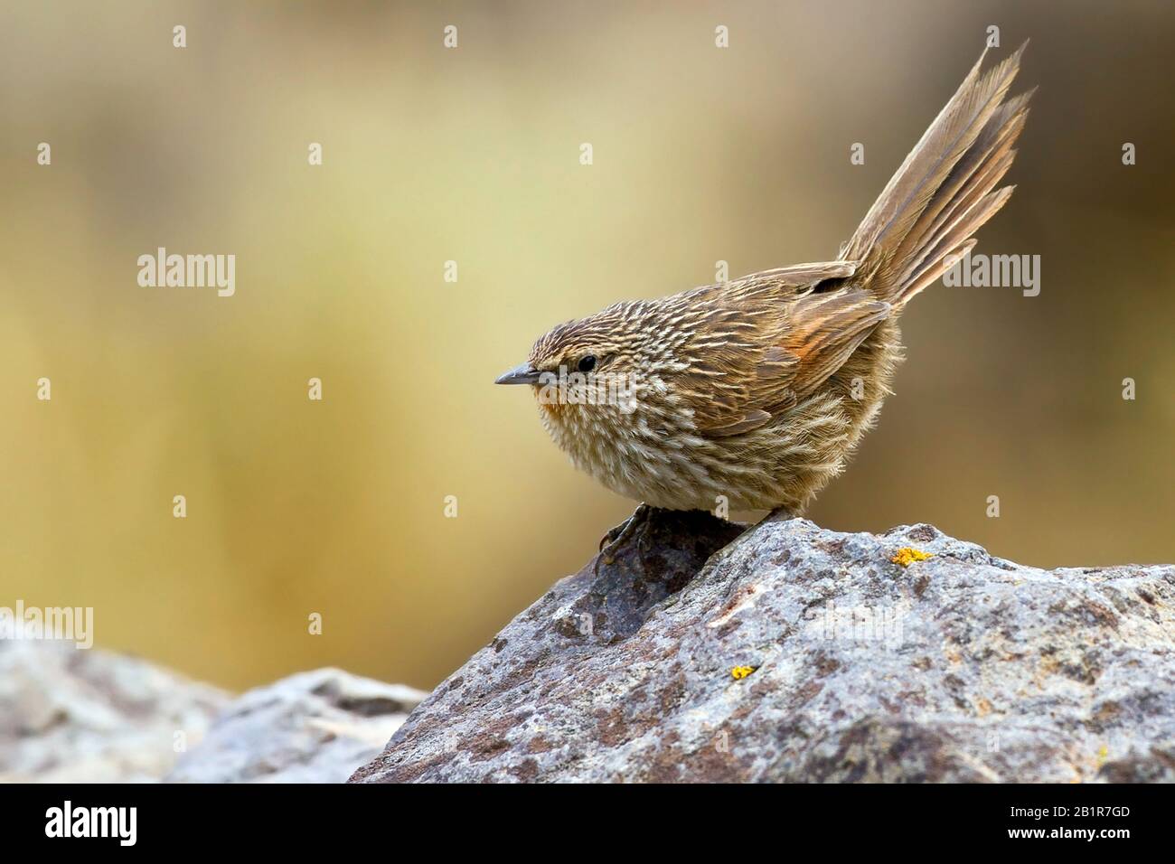 Junin Canastero (Asthenes virgata), ein in Peru endemischer Vogel. Sie ist sehr lokal in den Anden des zentralen und südlichen Peru, Peru, Anden zu finden Stockfoto