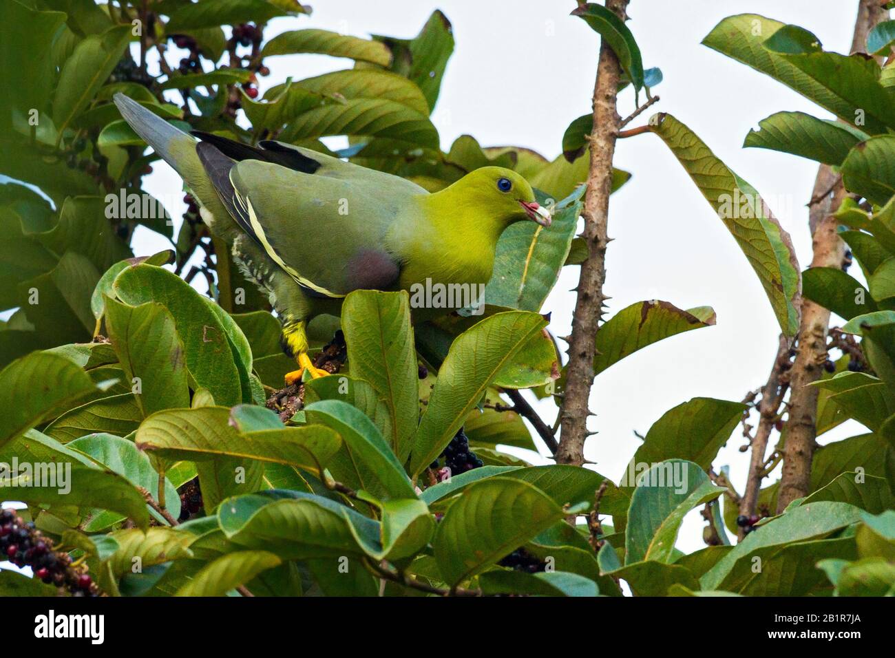 Die madagassische Grüntaube (Treron australis), die in der Überdachung des madagassischen tropischen Waldes, auf Madagaskar, thront Stockfoto