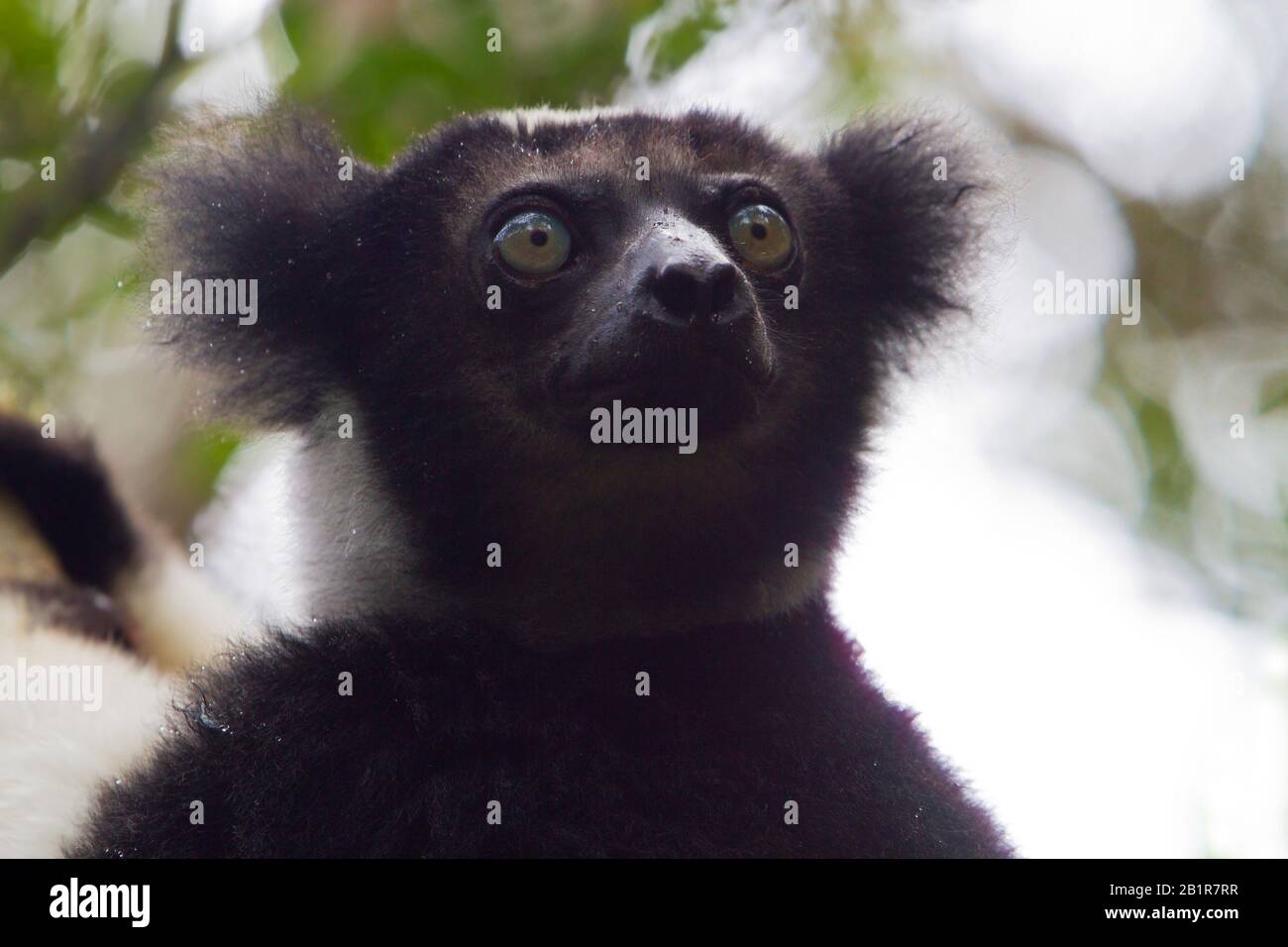 Indri von Babakoto (Indri indri), einer Von Der Kritik Bedrohten Lemurenart aus Madagaskar Stockfoto