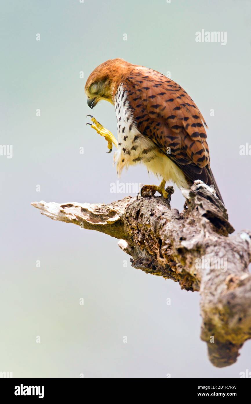 Mauritius-Kestrel (Falco punctatus), auf einem Zweig, endemische Raptorenarten aus Mauritius, Mauritius Stockfoto