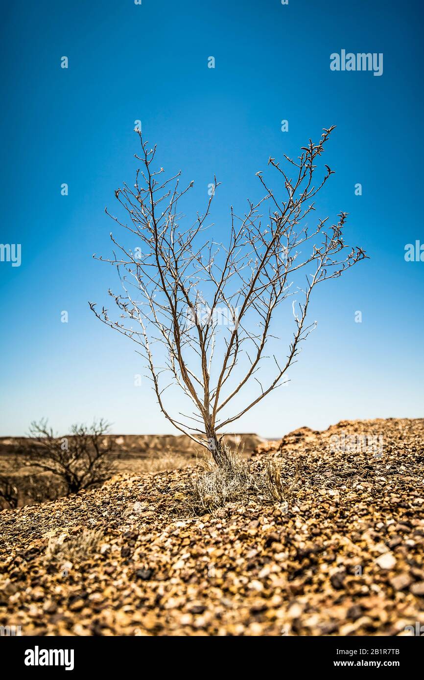 Trockener Busch im Outback, Australien Stockfoto