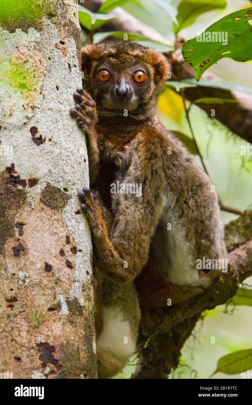 Avahi, ein wolliger Lemur (Avahi laniger), der in einem Baum, auf Madagaskar, thront Stockfoto
