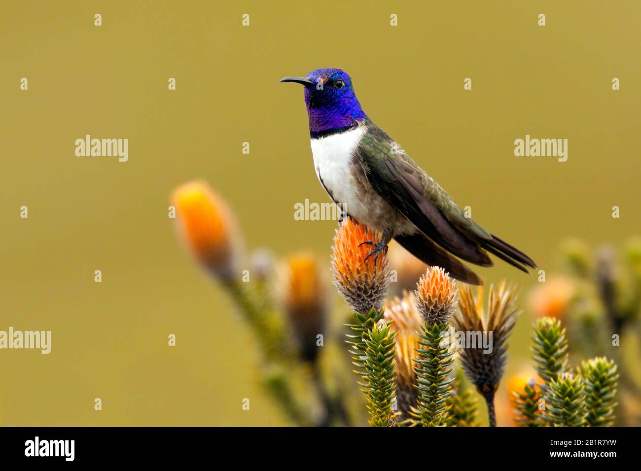 Ecuadorianischer Hillstar, Oreotrochilus chimborazo (Oreotrochilus chimborazo), Kolibriarten aus den Höhenlagen des Gebirgsgrasslands der hohen Anden, Suedamerika Stockfoto