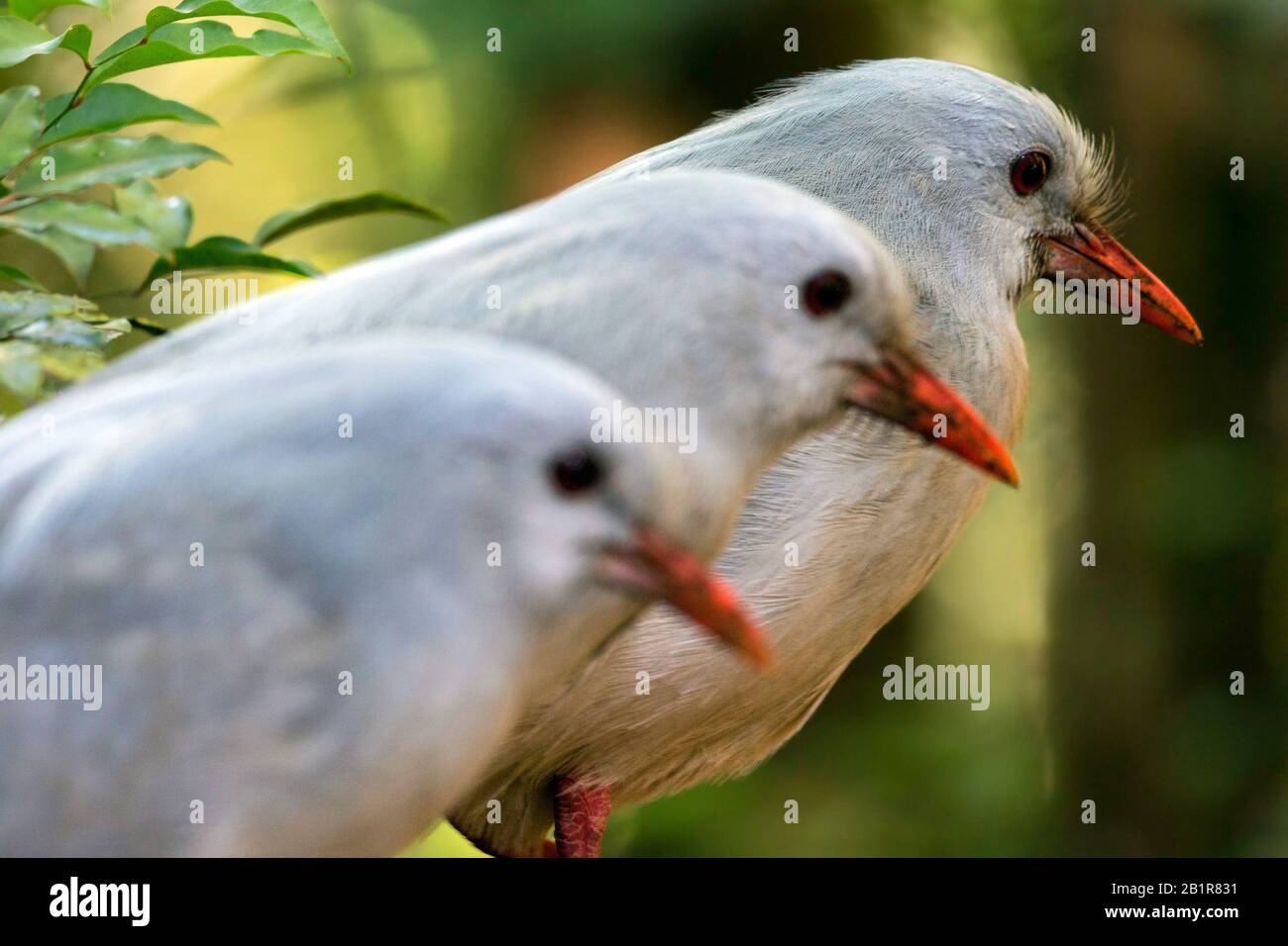 Kagu (Rhynochetos jubatus), ein krebiger, langbeinige und bläulich-grauer Vogel, der auf den dichten Bergwäldern Neukaledoniens endemisch ist Stockfoto