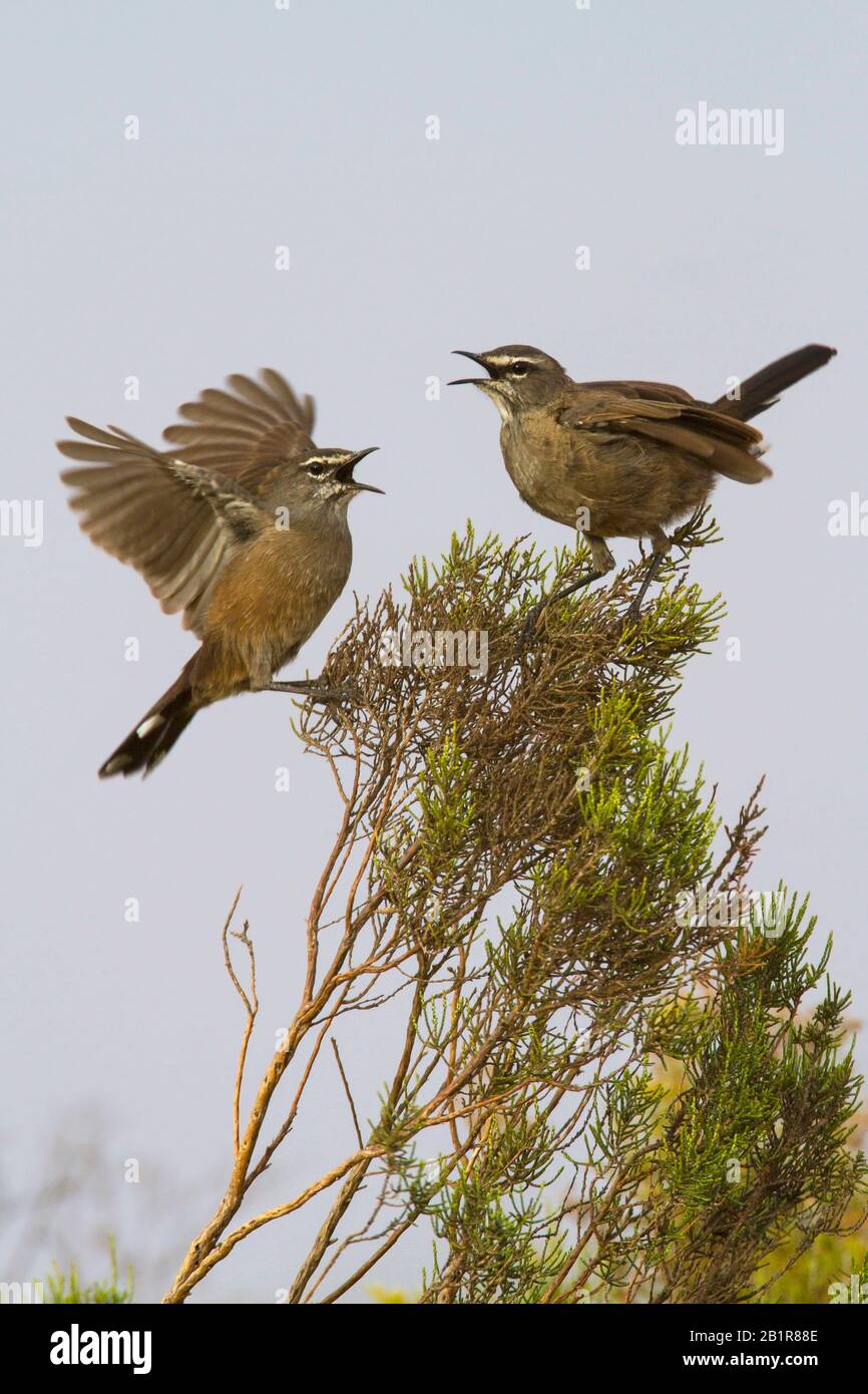 Karoo Scrub-Robin (Cercotrichas Coryphoeus), in einem Busch, Afrika Stockfoto