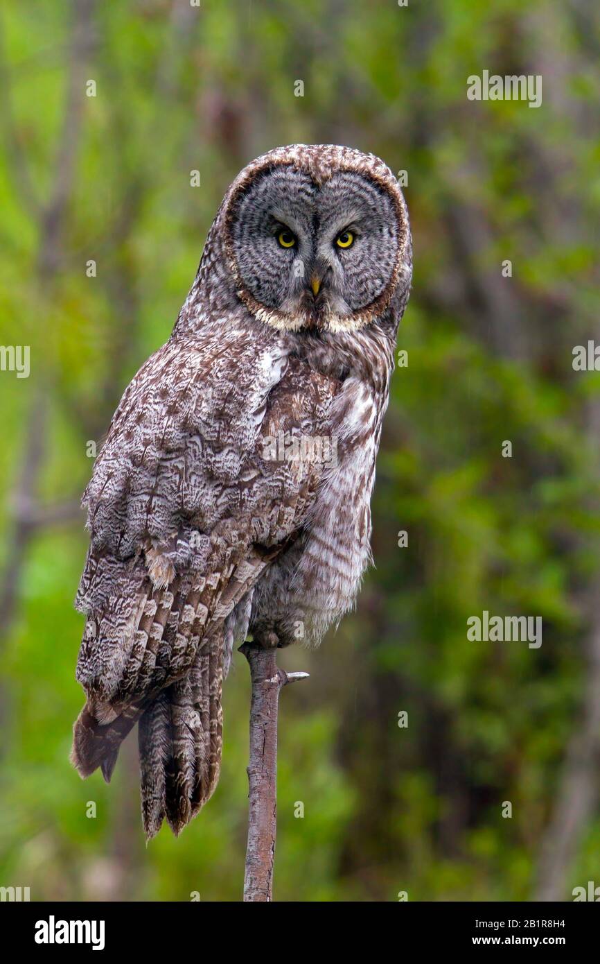 Große graue Eule (Strix nebulosa), sitzend, USA, Wyoming, Yellowstone-Nationalpark Stockfoto