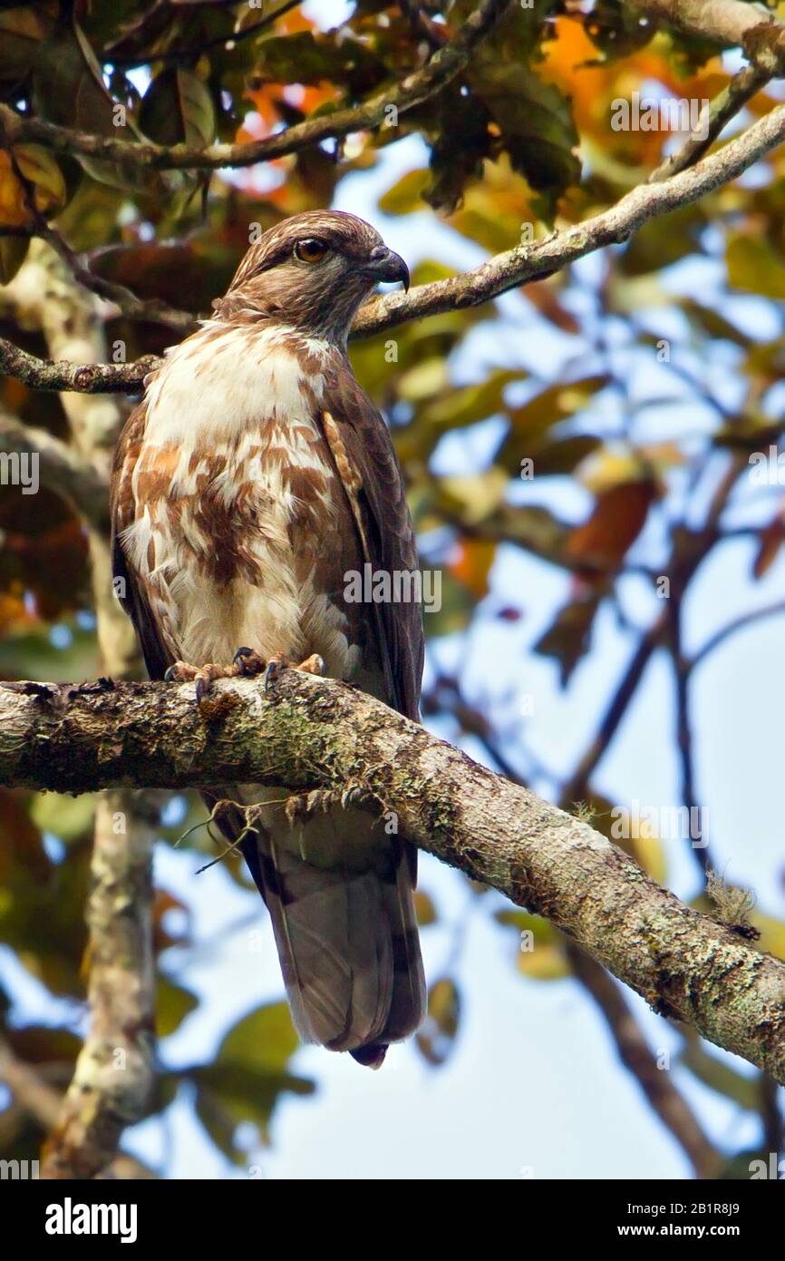 Der auf dem Baldachin auf Madagaskar thronende, madagassische Kuckuckshawk (Aviceda madagascariensis) Stockfoto