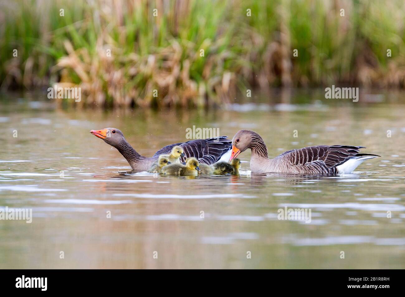 Graylat-Gans (Anser Anser Anser, Anser Anser), Gänsefamilie, Deutschland Stockfoto