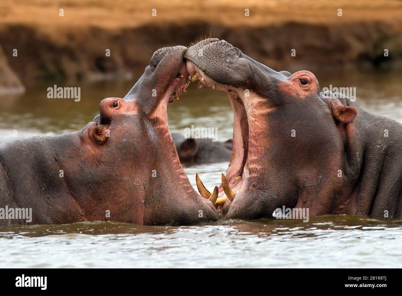 Hippopotamus, Flusspferd, gemeiner Hippopotamus (Hippopotamus amphibius), der in einem afrikanischen Fluss, Afrika, flucht Stockfoto