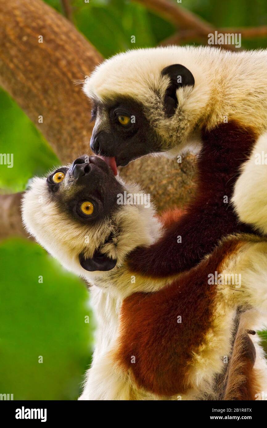 Coquerel's Sifaka (Propithecus coquereli), an einem Baum, Madagaskar Stockfoto