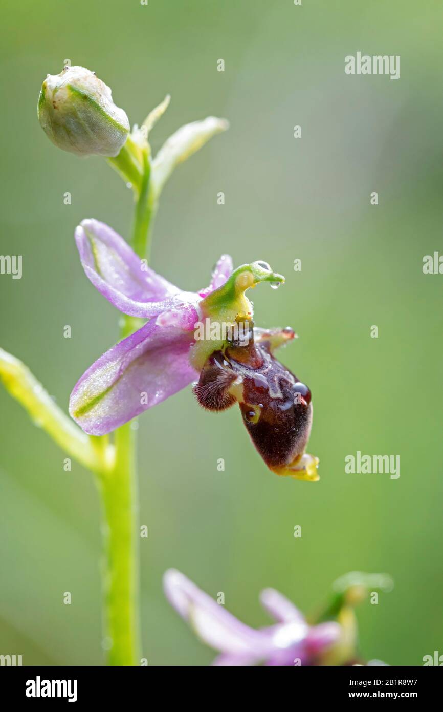 tief im Wald Ophrys, Waldschnepfe Orchidee (Ophrys Scolopax), Blume Stockfoto
