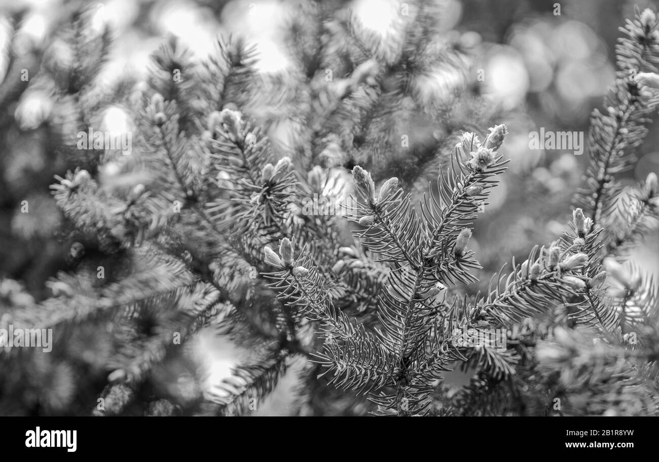 Pelz baum Kegel. Junge Pine Tree Kegel. Nadelbäume natürlichen Hintergrund. grünen Wald. Umweltschutz. Evergreens. Schönheit der Natur und die Erde retten. Stockfoto