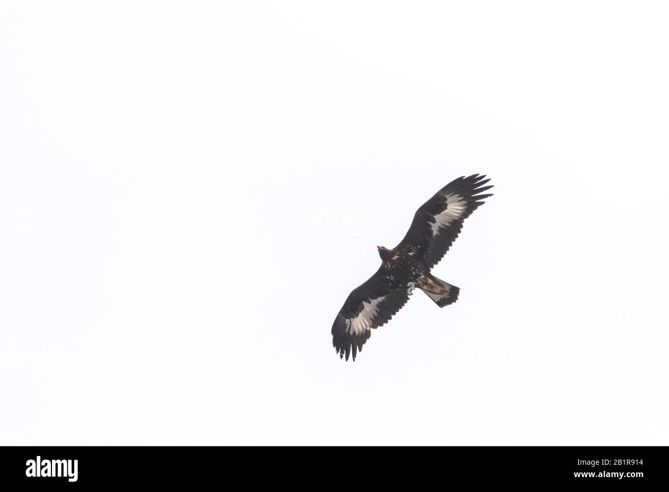 Goldener Adler (Aquila chrysaetos daphanea, Aquila daphanea), unreif in der Flucht, Kirgisistan Stockfoto
