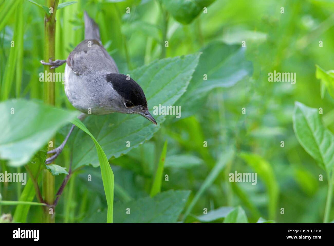 Blackcap (Sylvia atricapilla), männlich Perching bei einer stipe, Deutschland, Bayern Stockfoto