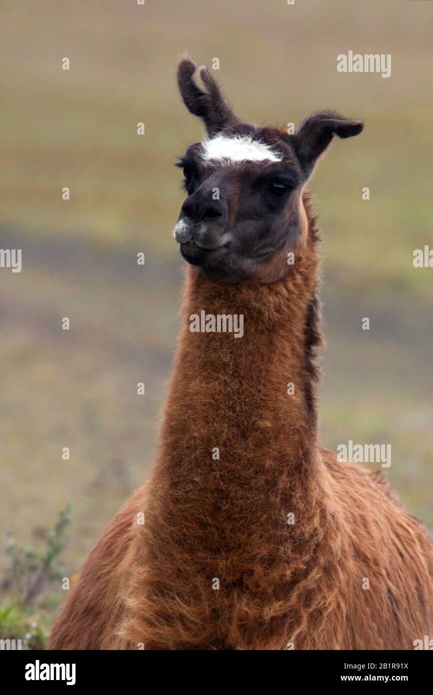 Lama (Lama Glama), Porträt, Südamerika Stockfoto