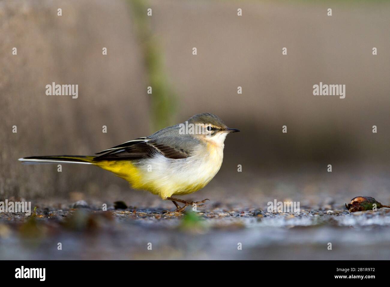 Grauer Wachschwanz (Motacilla cinerea), unreifer Vogel auf dem Boden, Seitenansicht, Deutschland Stockfoto