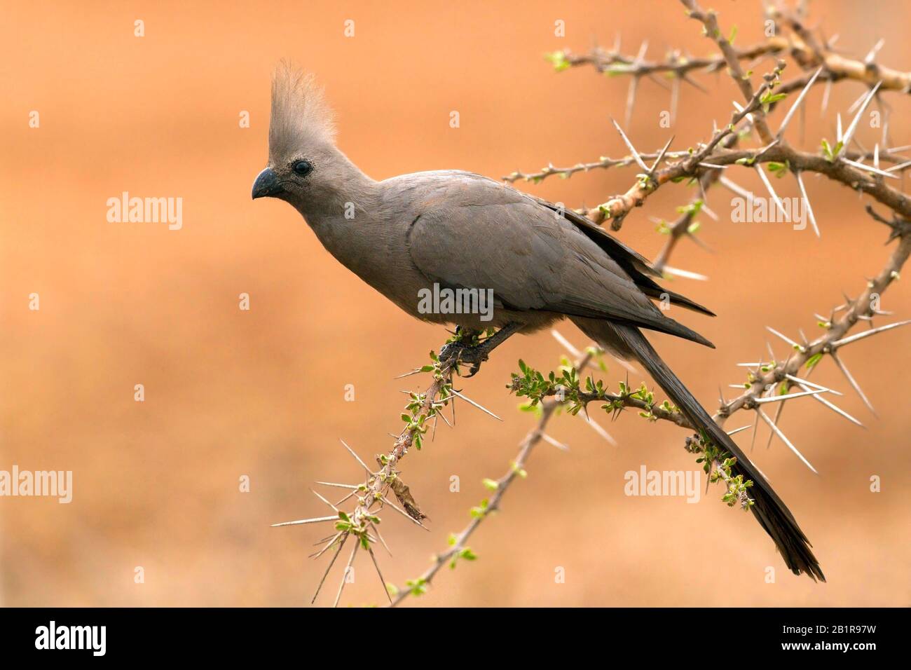 Go-Away-Vogel (Corythaixoides concolor), auf einem Busch, Afrika Stockfoto