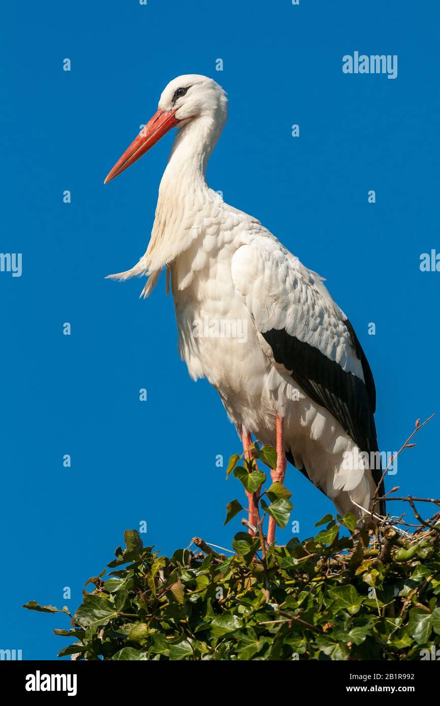 Weißstorch (Ciconia ciconia), im Nest stehend, Seitenansicht, Deutschland, Niedersachsen Stockfoto