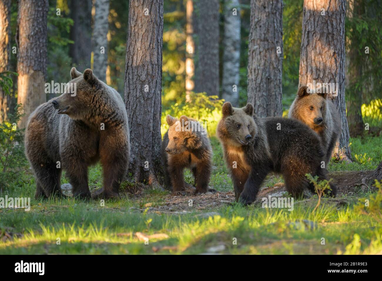 Europäischer Braunbär (Ursus arctos arctos), Bärenfamilie im Wald, Finnland, Karelia, Suomussalmi Stockfoto