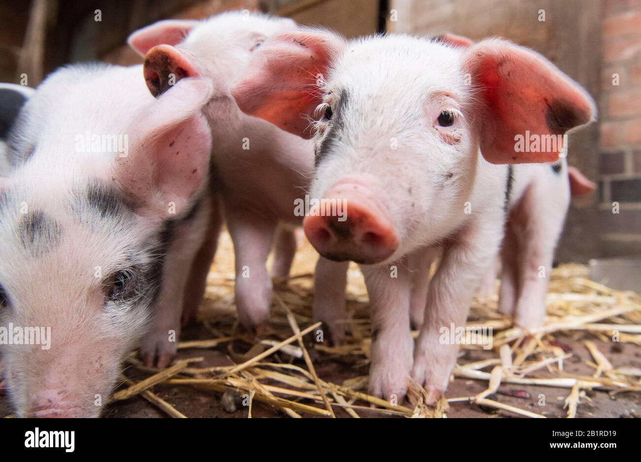 Hannover, Deutschland. Februar 2020. Junge Bentheimer Schweine stumeln auf Meyers Farm im Zoo Hannover. Am 17. Februar wurden zehn kleine Schweine im Zoo geboren. Da die Bentheimer Schweine in der modernen Tierhaltung nicht mit anderen Hochleistungsprassen mithalten können, sind sie vom Erlöschen bedroht. Credit: Julian Stratenschulte / dpa / Alamy Live News Stockfoto