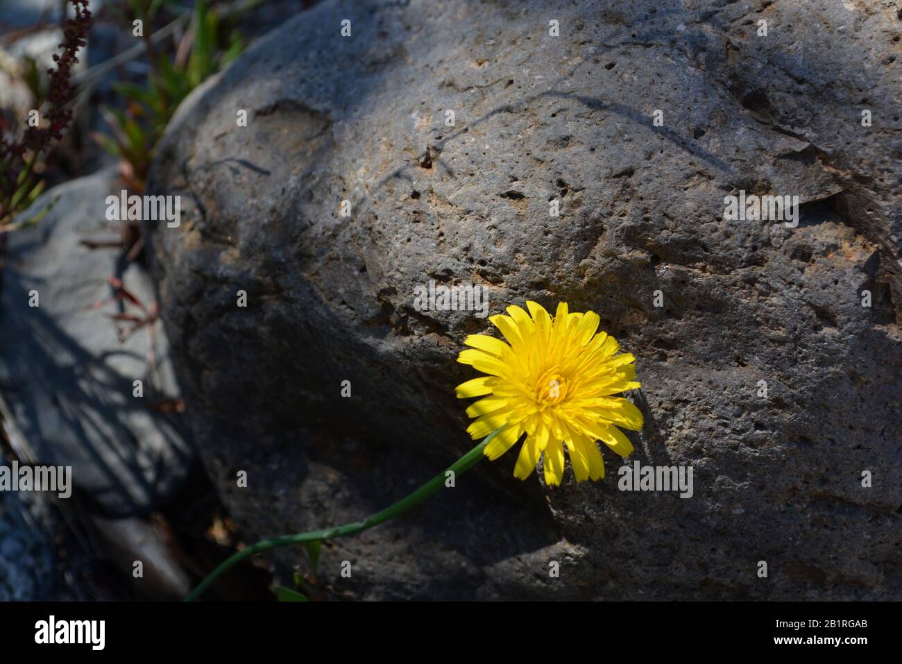 Diese León entre las rocas Stockfoto