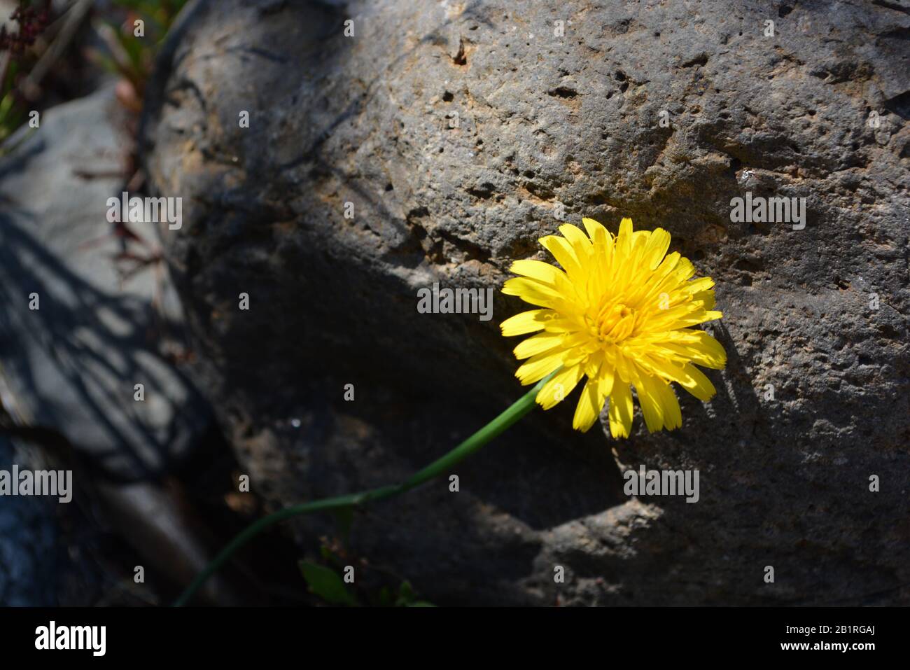 gelber Löwenzahn Stockfoto