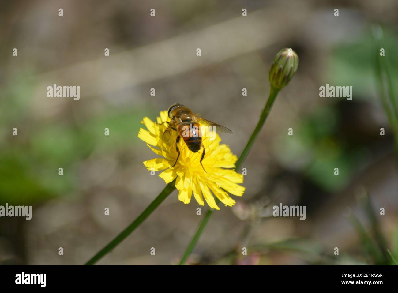 Abeja sobre la flor Stockfoto