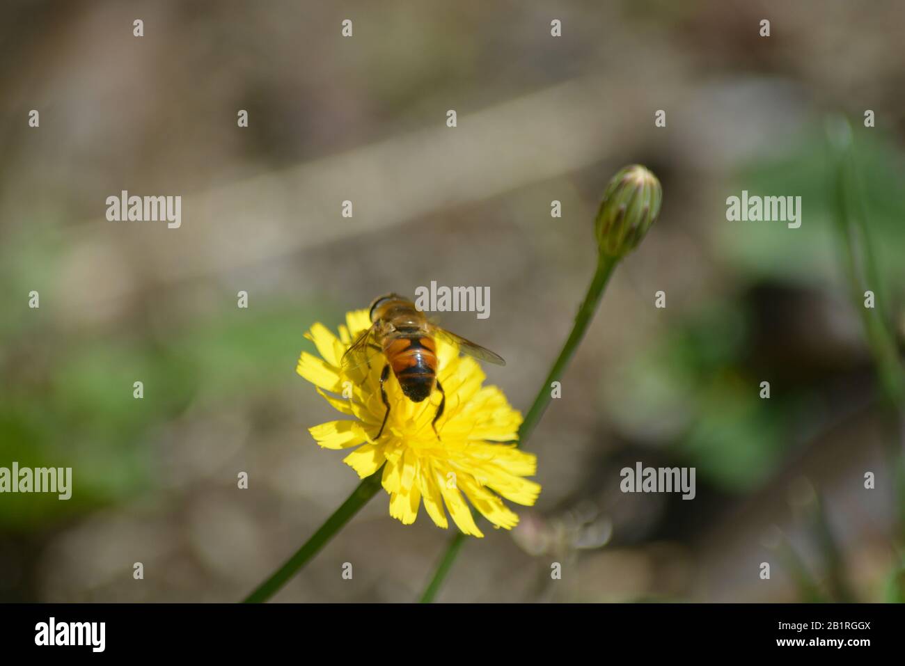 Abeja sobre la flor Stockfoto