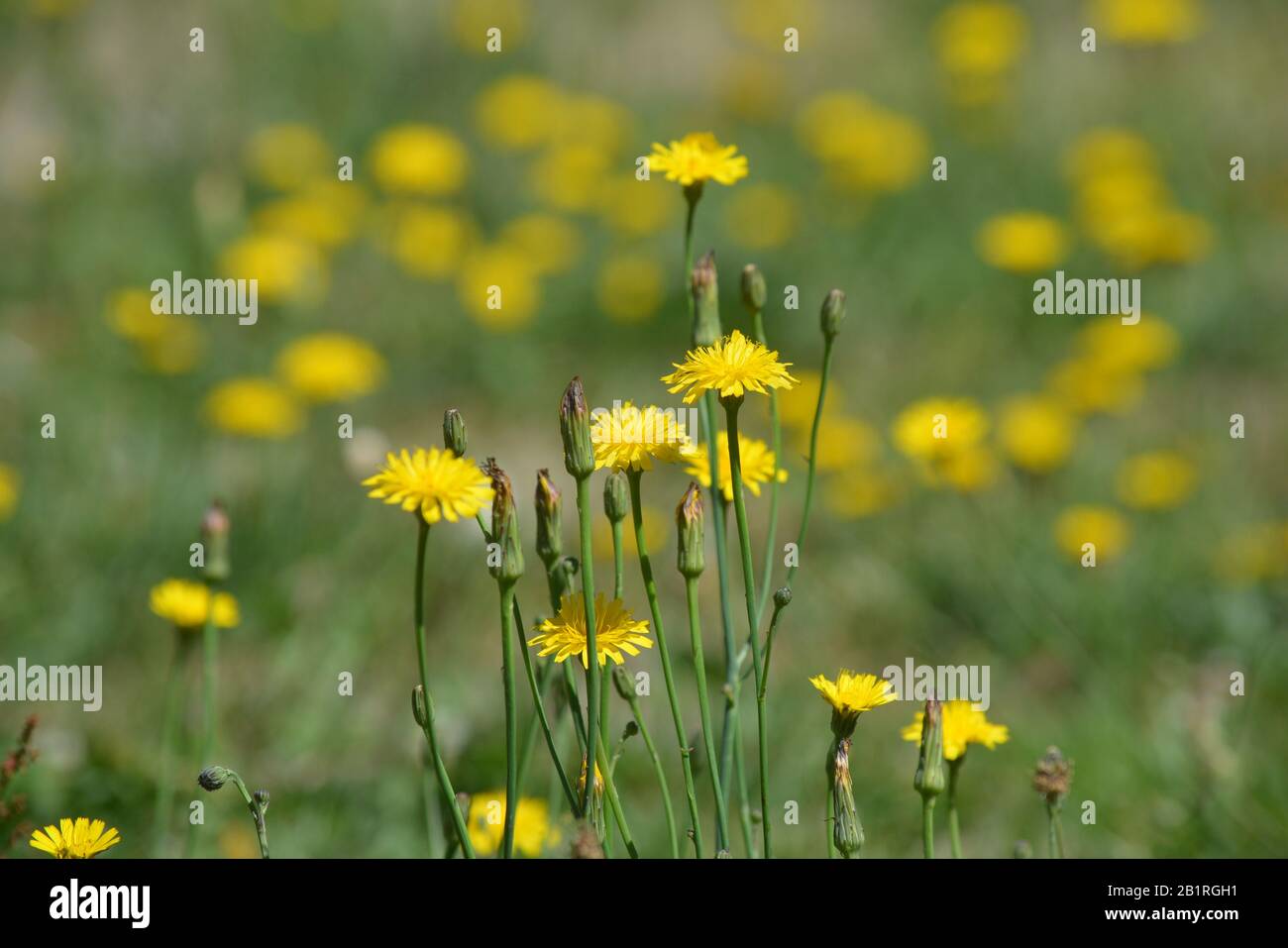 Diente de León florecido Stockfoto