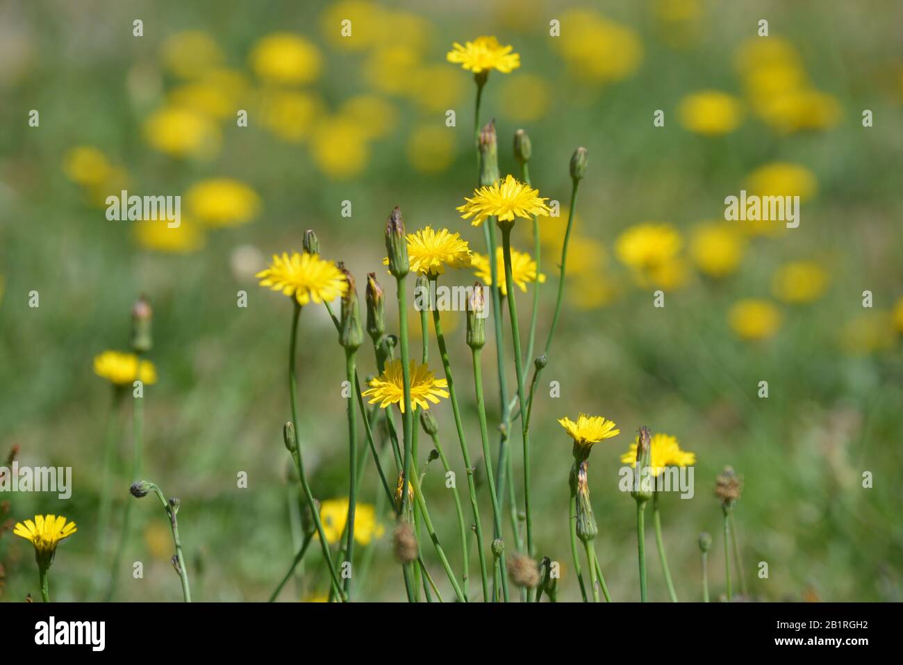 Wilde gelbe Krautblumen blühen auf einem Sommerwiesen-Feld Stockfoto
