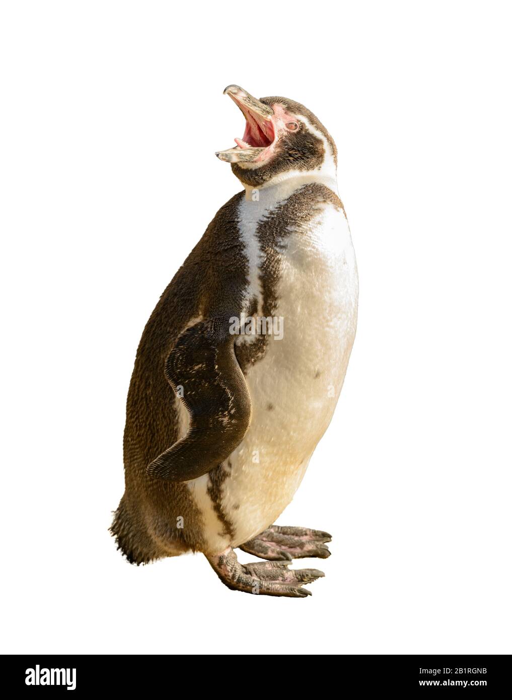Patagonia-Pinguin steht und schreit weißen Hintergrund isoliert Stockfoto