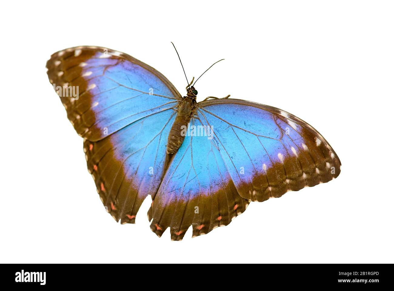 Fluoreszierende leuchtend blaue Morpho-Schmetterlinge, isoliert auf Weiß sitzend Stockfoto