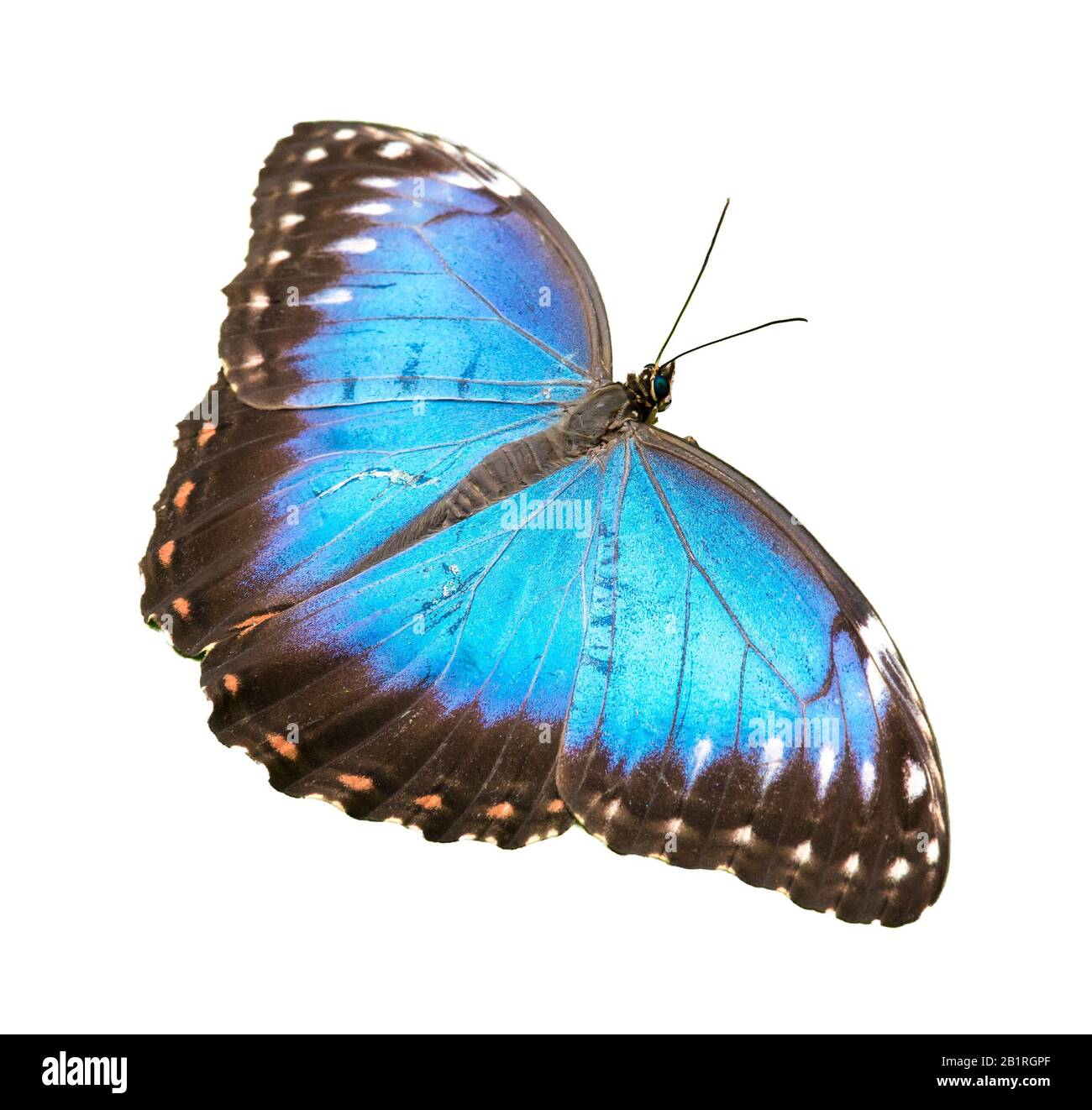 Fluoreszierende leuchtend blaue Morpho-Schmetterlinge, isoliert auf Weiß sitzend Stockfoto