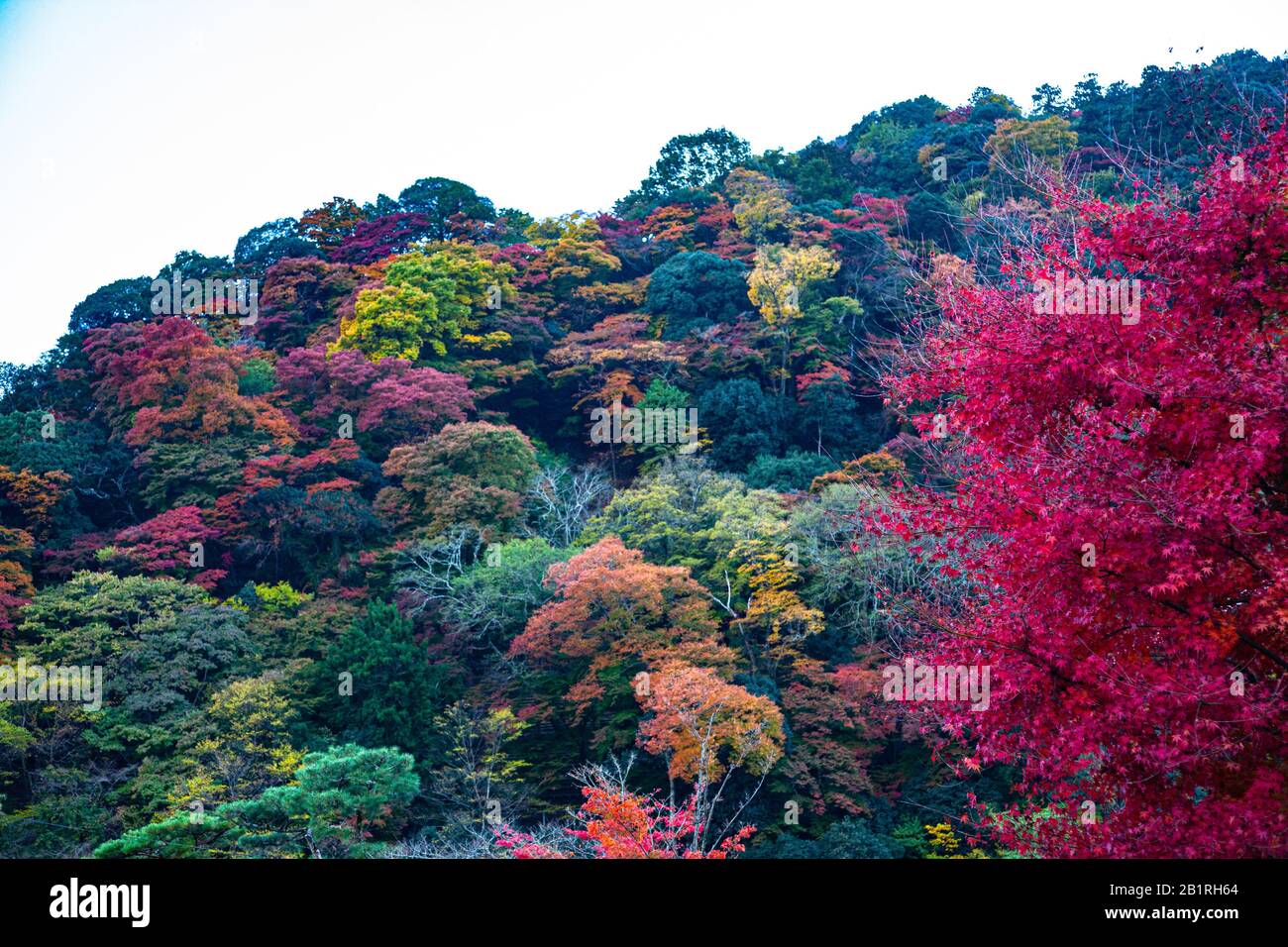 Kōyō (Koyo - Herbstlaub) Wenn der Herbst fällt, verwandelt er Japans Wälder strahlende Schattierungen von Rot, Orange und Gelb. Fotografiert in Kyoto, Japan in N Stockfoto