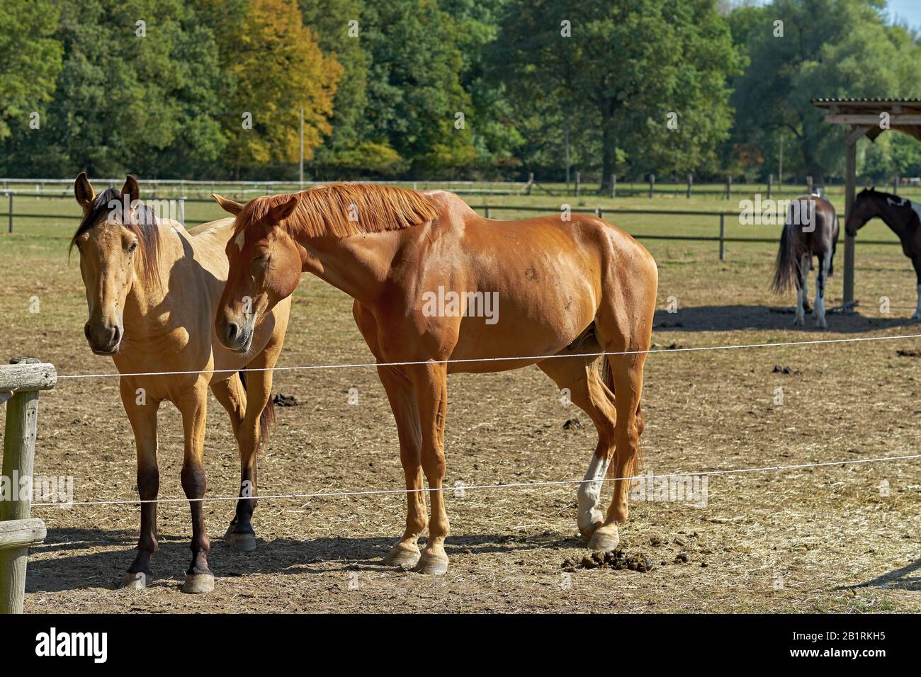 Ein rotes Pferd mit lustiger Mähne Stockfoto