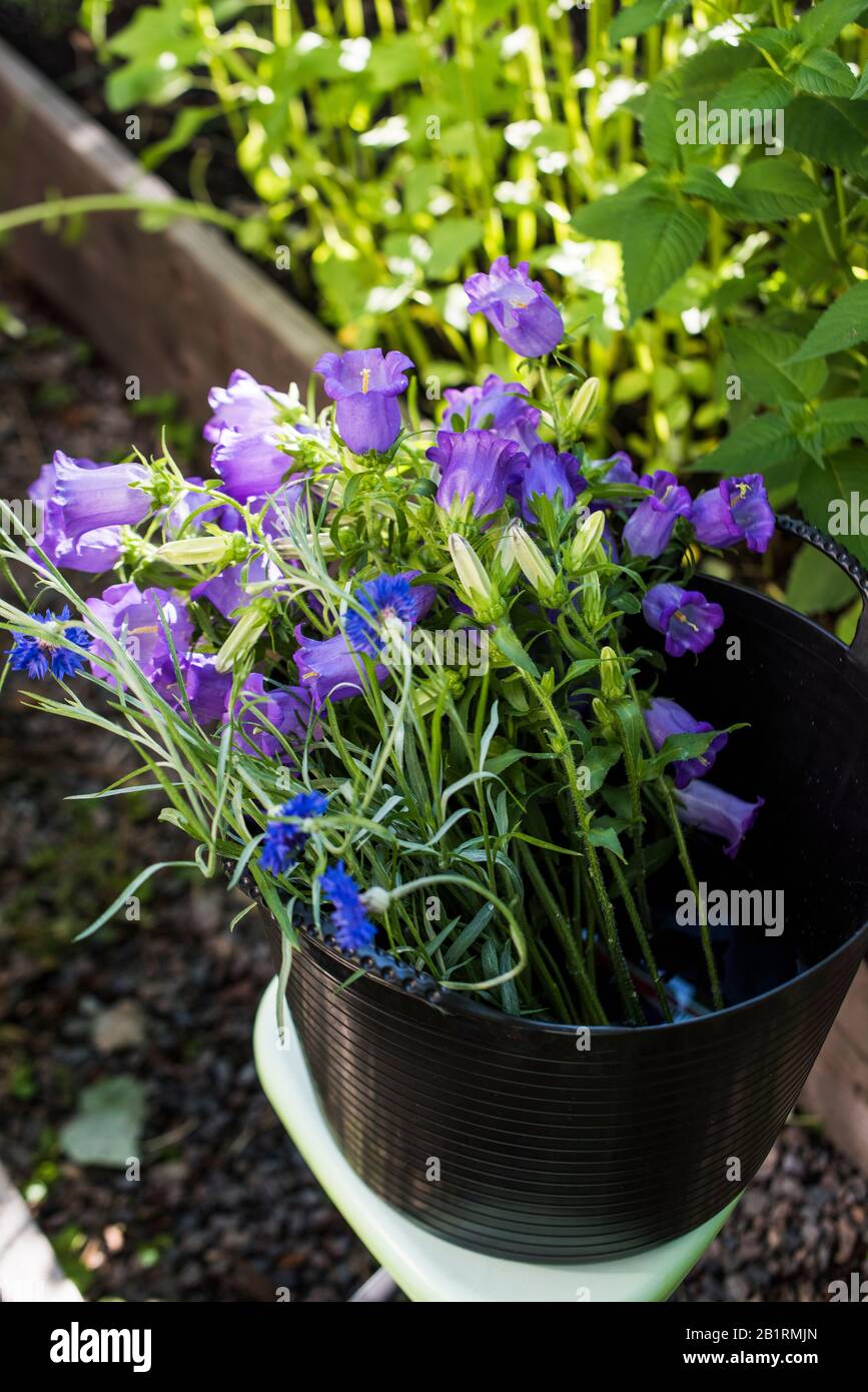 47+ Schnittblumen Aus Dem Garten, Schnittblumen das ganze jahr hey,