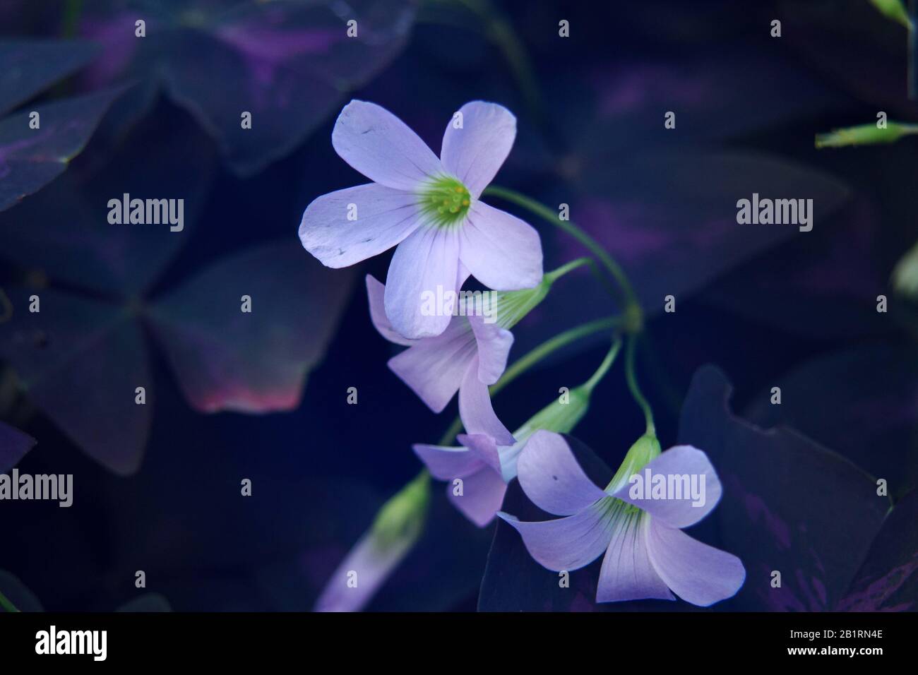 Blumen des falschen Schamrocks (Oxalis Triangularis), blühender Blumenhintergrund Stockfoto