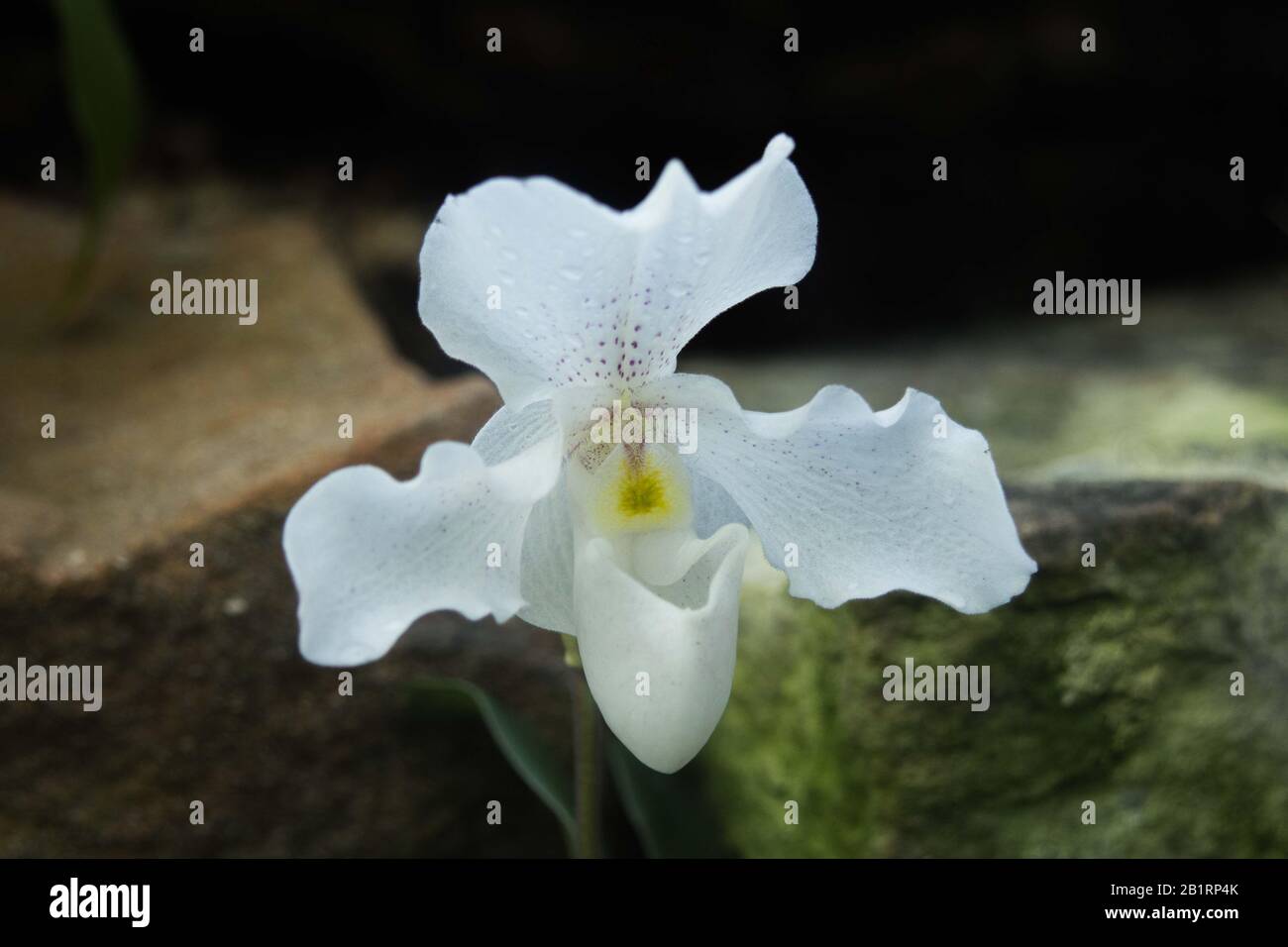 Nahaufnahme der blühenden weißen Paphiopedilum Rosy Dawn Flower genannt Venus Slipper, eine Gattung der Lady Slipper Stockfoto