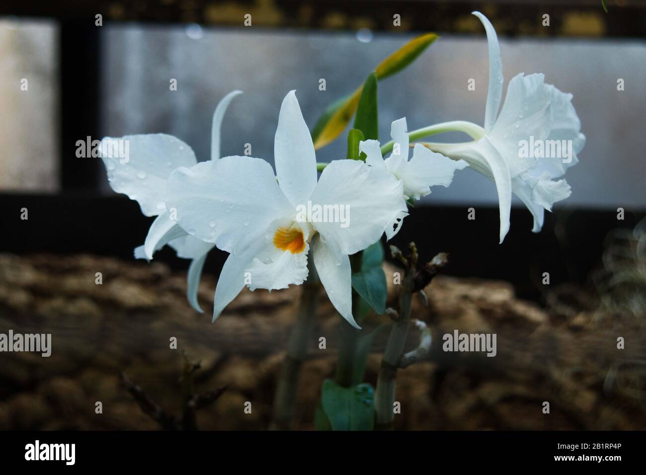 Cattleya Gaskelliana Sorte Alba, eine Gattung tropischer Orchideen, die in Süd- und Mittelamerika beheimatet sind Stockfoto