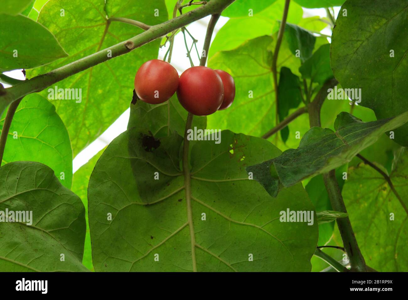 Tamarillo auch bekannt als Baumtomate (Cyphomandra betacea) Rote Frucht auf einem Baum Stockfoto